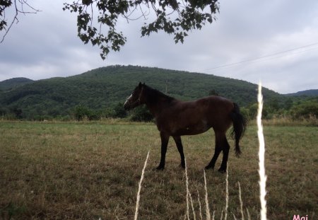 Horse. - sky, field, horse, france