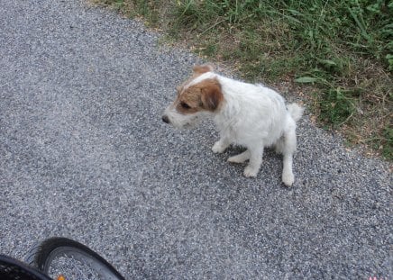 Dog. - green, france, road, dog