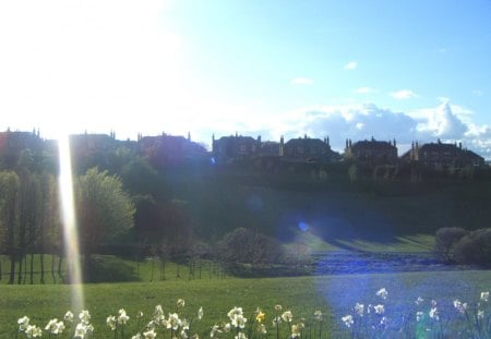 Morning flowers - sun, edimburgh, flowers, scotland, flower