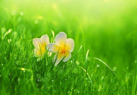 Two Yellow Flowers Nestled in Soft Grass - ground, yellow, soft, green, grass, fallen, flower