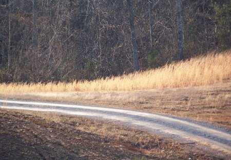 A Country Road - fall, alabama, autumn, road, falltime, grass, country