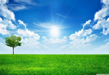 Green Field - bold, leaves, sun, daylight, grass, blue, sky, bright, clouds, field, tree, nature, day, green