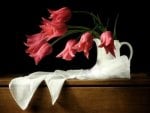 Dramatic Red Tulip Still Life