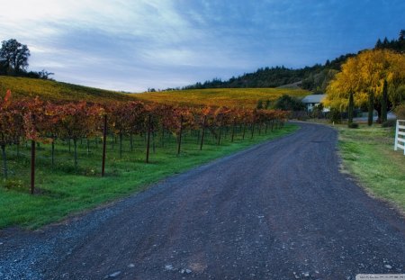 private road - road, trees, vinyard, farm