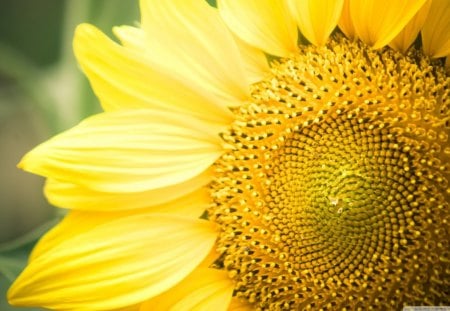 Sunflower Close-up - flowers, yellow, sunflower, large, seeds, bright, petals, center, nature, day