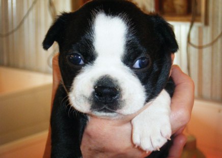 Boston terrier puppy