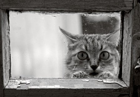 peering through the window - photo, cat, window, animal