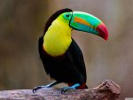 colorful tucan