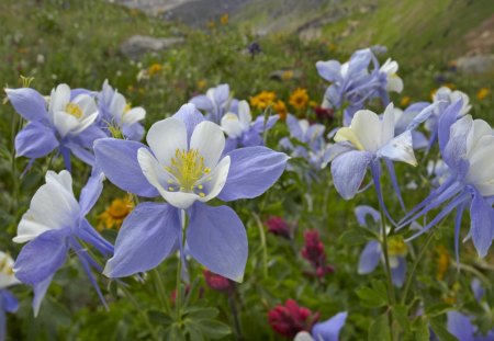 Flowers - blossoms, delicate, soft, beautiful, flowers, plants, petals, lovely, blooms, nature