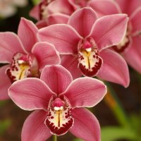 Best Pink Orchids