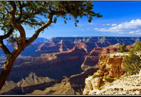 grand canyon - cliffs, tree, canyon, sky