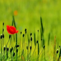 One Red Poppy