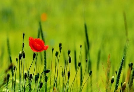 One Red Poppy - bloom, poppy, red, green, buds, grass, field, flower