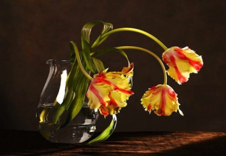 Red & Yellow Tulips - vase, photography, still life, bloom, heavy, color, dramatic, art, glass