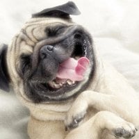 PUG :)