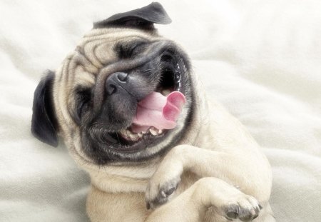 PUG :) - pg, pug, funny animals, dogs