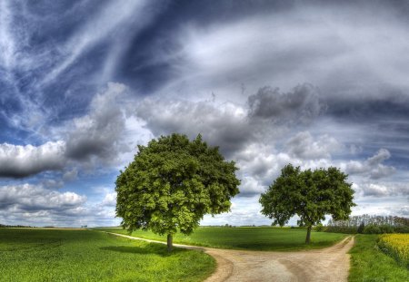 Two Roads - roads, tree, two, path