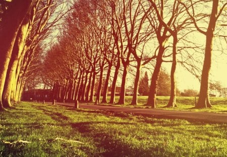 Forest path - path, tree, forest, nature