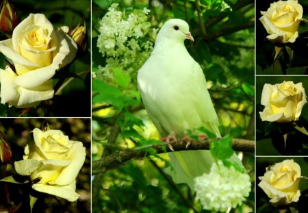 Roses - collage, roses, bird, pigeon