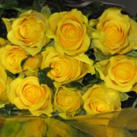 Yellow Roses Reflection