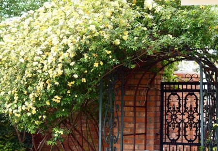 yellow rose arch - frontyard, flowers, gate, rose arch