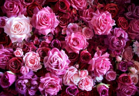 Roses - flowers, roses, pink roses, petals, pink