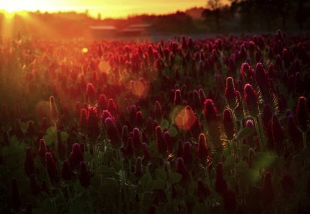 SUMMER FIELD - flowers, glare, sun rays, nature, field