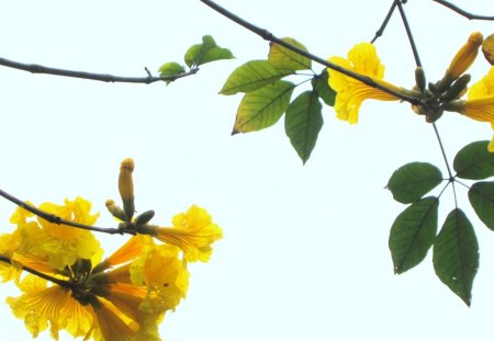 Refreshing beauty - flowers, beautiful, yellow, refreshing