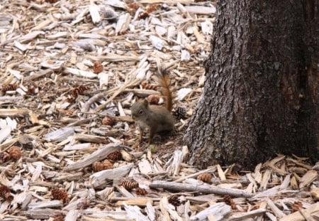 squirrel at the forest Banff Alberta - photography, brown, pine, tree, squirrel