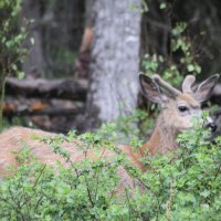 Deer at Lake Louise Banff Alberta