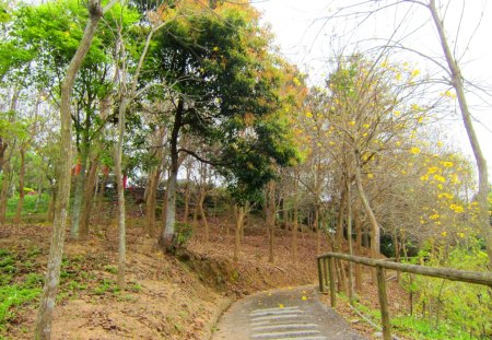 Hiking trail - hiking trail, flower, forest, mountain