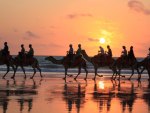 Sunset Camel Rides Broome Western Australia