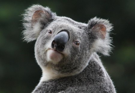 Cheeky Koala - trees, nature, animals, leaves