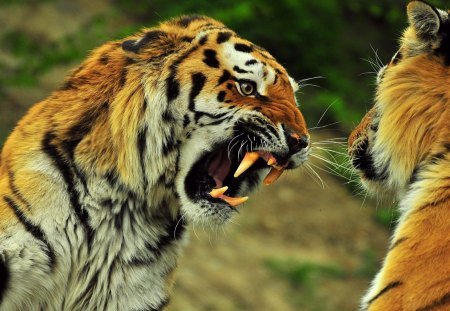 Fighting Tiger - animal, fighting, tiger, jungle