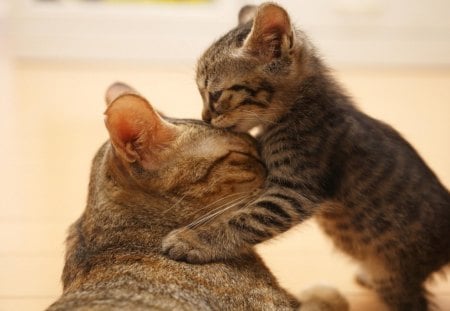 Love you Ma... - love, pussy, cat, kitty, animal