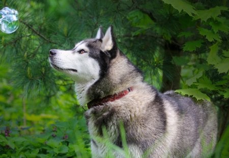 Dog - animals, cute, bubble, dog, grass