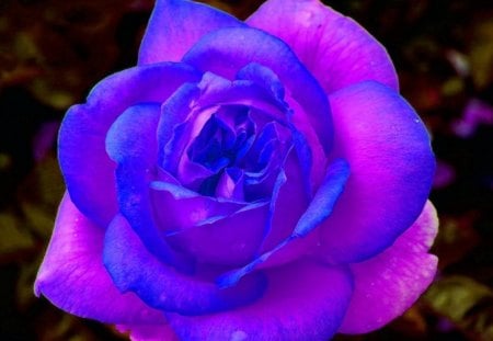 Duet - blue, rose, beauty, flower, pink