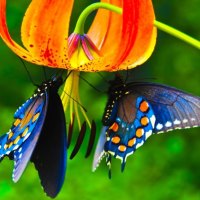 BRIGHT BLUE BUTTERFLIES