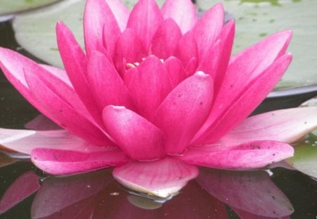 JUST SO PINK - flowers, waterlilies, lilies, lily pads, water plant, pinks, ponds