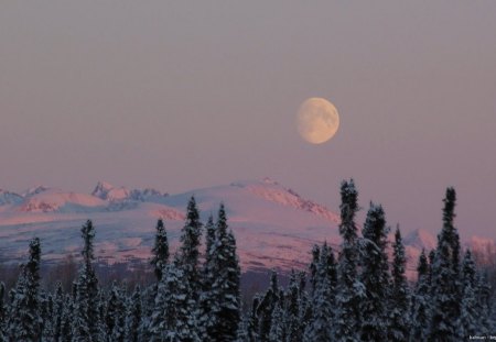 GENTLE MOON - moon, trees, forests, national park, alaska, winter, mountains