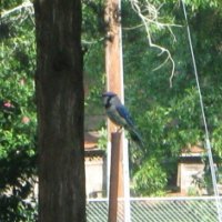 Bluejay