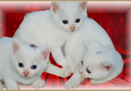 nos chatons - nos, le refuge, chatons, avant