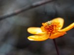 orange Flower