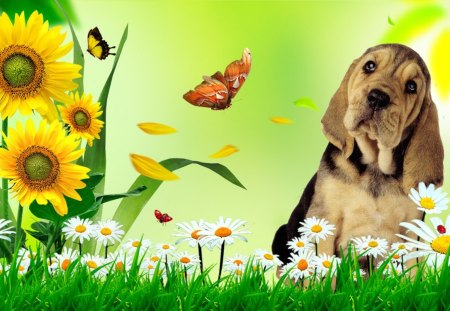 Fun Flowers - summer, cute, hound, puppy, grass, sunflowers, lady bug, nature, whimsical, spring, ladybug, garden, butterflies, canine, lovable, pet, daisies, dog, green