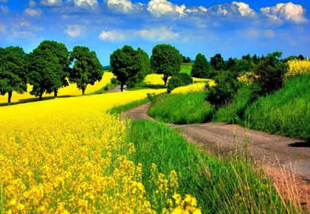 Yellow meadow - clouds, pretty, house, trees, summer, grass, meadow, lovely, flower, path, nature, green, field, nice, sky