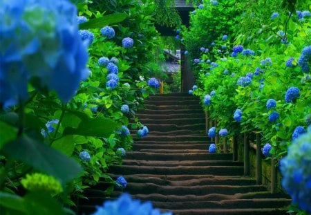 Flower bushes - summer, pretty, flowers, blue flowers, stairs, fresh, nice, lovely, bushes, house, nature, steps, beautriful