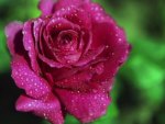 Beautiful wet rose