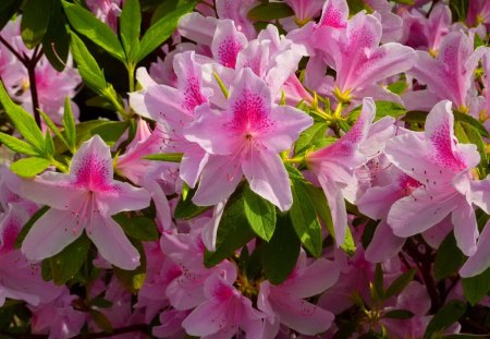 Pink azalea bush - pretty, natyre, summer, beautiful, lovely, pink, azalea, leaves, flowers, bush, green, nice, floral