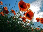 Field of Poppies