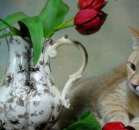 Tabby*n Tulips